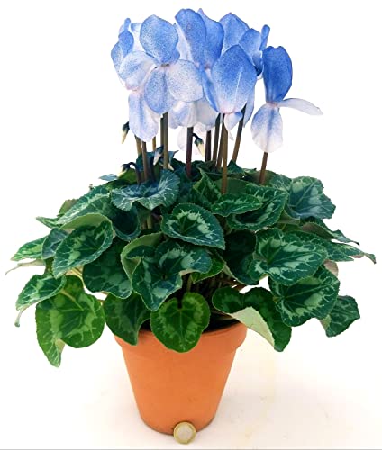 POWERS TO FLOWERS - CICLAMINO BLU XXL, VASO 17CM, pianta vera