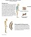 3B Scientific VR3152UU Impreso En Papel, la Columna Vertebral, Anatomía y Patología