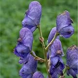 Semillas de acónito - Aconitum napellus - variedades antiguas 200pcs