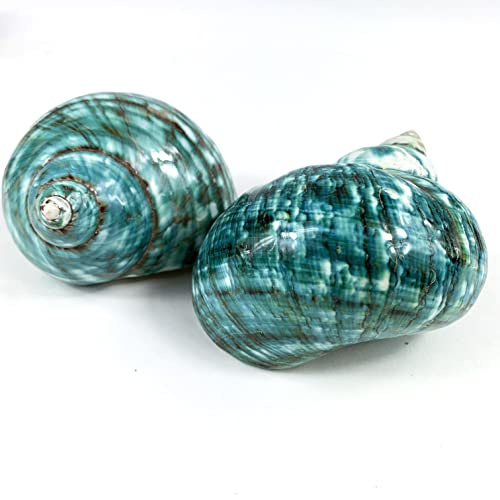 Image of Heyiwell 2PC Large Jade Green Turbo Shell,Hermit Crab Shell &Turbo Shells Hermit Crab Supplies for Decor 2.5 inch~ 3.5 inch Inch