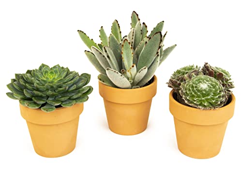 Succulents Plants Live In Clay Pots (3 Pk), Live Succulent Plants Live Plants In Succulent Pots, Live Succulents Unique Gardening Gifts For Plant Lovers, Mini Succulents Plant Gifts By Plants For Pets #TOP5