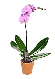 KaBloom - Purple Orchid Plant - for Valentine, Mother's Day