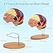 DSFGFRR Human Brain Model 2X Life‑Size, Brain Anatomy Model for Neuroscience, 4‑Part Detachable 3D Brain Model with Laser‑Engraved Labels and Stand for Psychology Neuroscience Learning