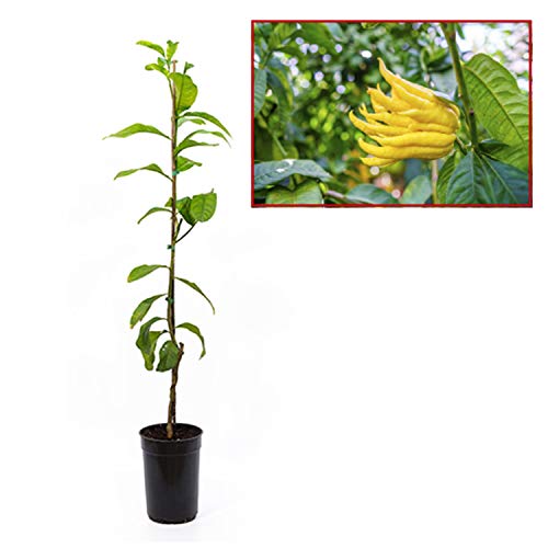 Limonero Mano de Buda - Plantón de 1 metro - PLANTA VIVA - maceta Ø17cm (1 unidad)