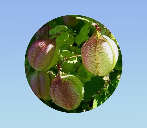 28 Graines de vigne ballon - fleurs forme coeur