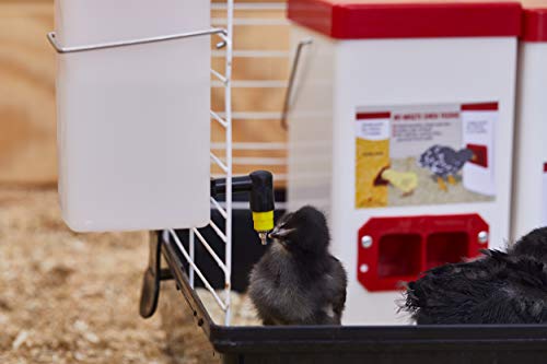Chick Waterer 2L (64Oz) Drinker Plus Red Versatile Nipple #TOP4