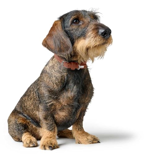 Hunter Hundehalsband SOHO MINI, Farbe: Cognac, Rindsleder, weich & geschmeidig, fellschonend, leicht, für kleine Hunde & Welpen, Made in Germany, Größe: 27