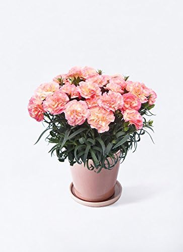 【母の日ギフト】鉢花カーネーション 5号フロリアーヌピンクベラピンクパープル