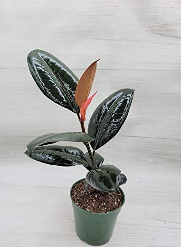Rare Variegated Rubber Plant,Ficus Elastica Burgundy 'Rubber Tree' In 3" Pot By 3Exoticgreen #TOP4