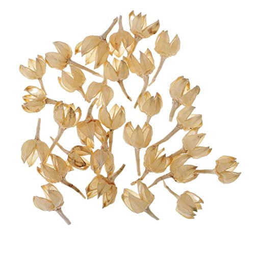30 piezas de flores secas prensadas para manualidades