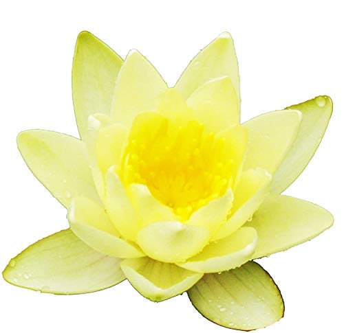 (Nymphaea Chromatella) Hardy Water Lily Tuber Live Water Plants for Pond Balcony Porch Decorations by Greenpro