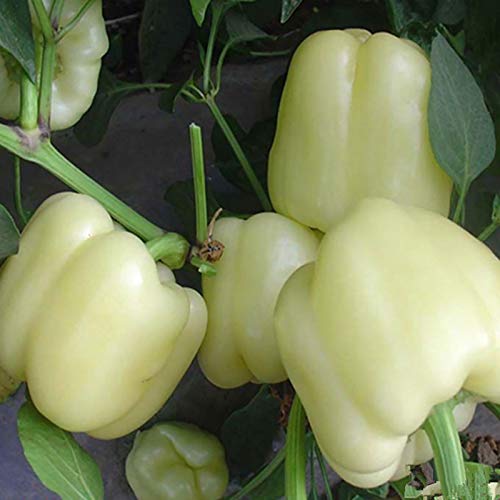 100 Stks/zak Hot Pepper Zaden Zoete NonGMO Multicolors Kruiden Tuin Zaden voor Binnenplaats Mix Kleur Hot Pepper Zaden… - Afbeelding 8