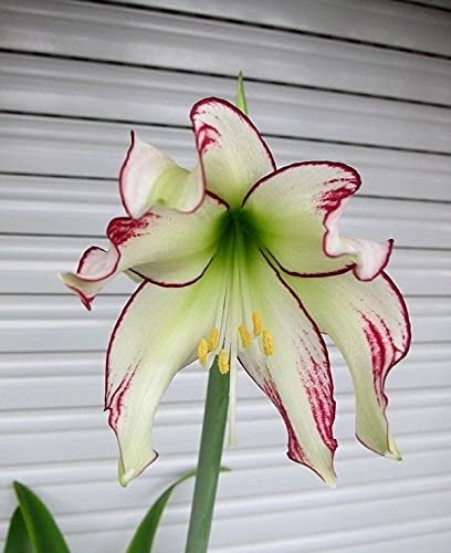See full amazon price history chart for Ritz Farming Amaryllis lily Mixed Colour Flower Bulbs Imported Veriety flower bulbs combo pack for Garden & Outdoors (Pack of 3 Flower Bulbs) Ritz Farming Amaryllis lily Mixed Colour Flower Bulbs Imported Veriety flower bulbs combo pack for Garden & Outdoors (Pack of 3 Flower Bulbs) (B09C5BS6MF) Amazon Price History, Amazon Price Tracker