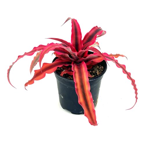 ragnaroc Live Plants – Cryptanthus ‘Rubin‘, 4-8" in 4" Pot - 1ct - Live Arrival Guaranteed - House Plants for Home Decor & Gift