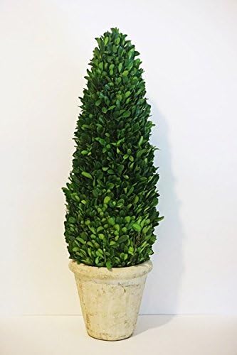 Preserved Boxwood Cone Tree - 24"