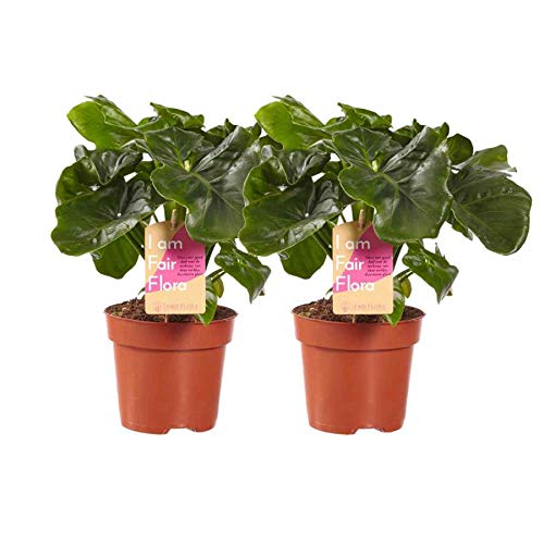 fake plant palm Artificial Palm Tree main image 0