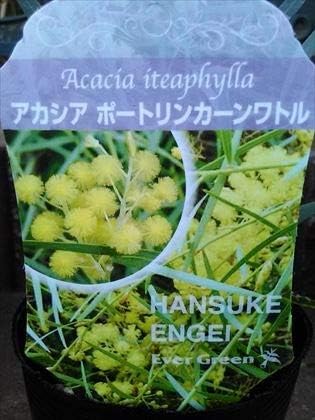 Amazon アカシア苗木 ポートリンカーンワトル 30 50cm 植木 Amazon アカシア苗木 ポートリンカーンワトル 30 50cm 植木