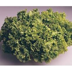 Sementes de Alface Crespa Elba Folha Larga 5 Gramas Saladas Horta