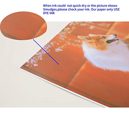 Koala Glossy Thin Inkjet Paper 8.5X11 Inches 100 Sheets Compatible With Inkjet Printer Use Dye Ink 115Gsm #TOP5