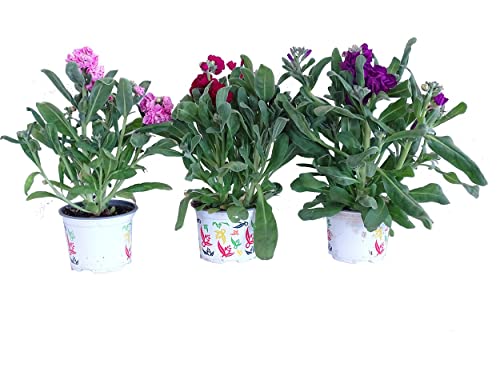 Alhelí Pack de 3 Plantas Naturales con Flores de Alelí Plantas Vivaces