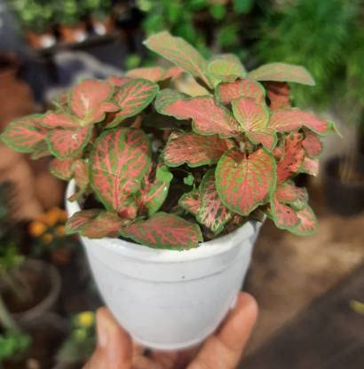 Pedpoudhe Fittonia Albivenis Pink Star Plant/Hybrid, Pack of 1 (B09PL3H31J) Amazon Price History, Amazon Price Tracker