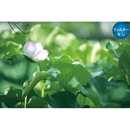 Amazon | MARUMI ソフトフィルター 72mm DHG ソフトファンタジーN 72mm