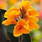 Canna Knolle, Von Stauden, Winterhart Canna, Indisches Blumenrohr, Lange BlüTezeit, Winterharte Frühblüher, Pflegeleichte, Blumenzwiebeln MehrjäHrig,-2knollen-A