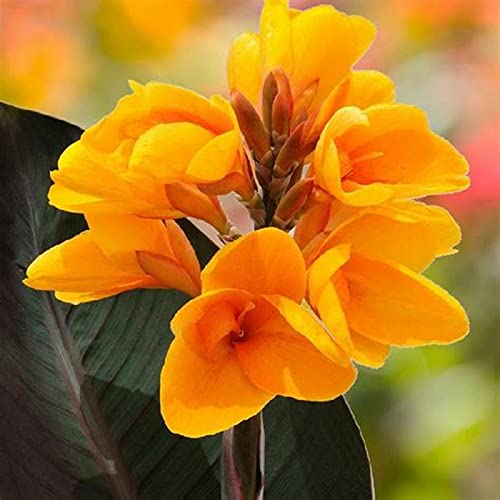 Canna Knolle, Von Stauden, Winterhart Canna, Indisches Blumenrohr, Lange BlüTezeit, Winterharte Frühblüher, Pflegeleichte, Blumenzwiebeln MehrjäHrig,-2knollen-A