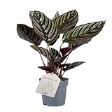 Calathea ornata Sanderiana – Exotische Zimmerpflanze mit auffälligen, rosa gestreiften Blättern, pflegeleicht, luftreinigend, ideal für Indoor-Dekoration'
