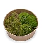 LIVE MOSS BUNDLE, Live Moss Set for Terrariums Bun Moss Carpet Moss for Mossarium, Terrarium Plant, Terrarium Supplies FRESH Pillow Sheet Moss (7x7 inch)
