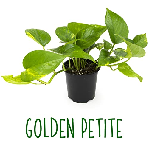 Altman Plants, Live Pothos Plants (4Pk) Indoor Plants Live Houseplants, Pothos Live Plant House Plants Indoors Live Plants, Money Plant Indoor Pothos Plant Decor, Devils Ivy Trailing Plants Live #TOP7