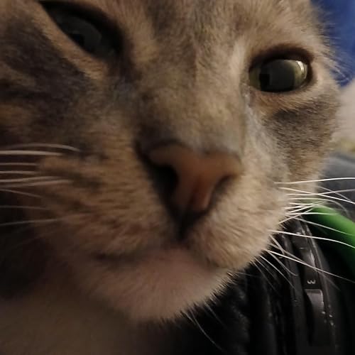 Couverture de goofy goober rock