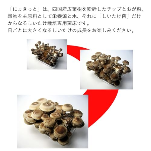 しいたけ栽培キット にょきっと 【愛媛きのこの郷】 (3個セット) 5枚目