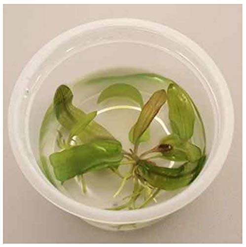 Preisvergleich Produktbild Tropica Aponogeton Madagascariensis (Lace plant) 1-2 Grow Limited Edition