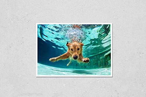 Poster Reproduction of Underwater funny photo of golden labrador retriever