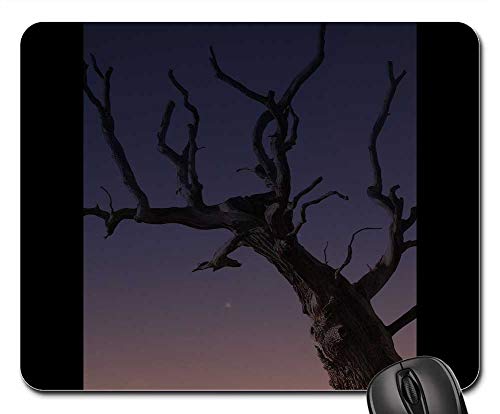 Mouse Pad - Tree Plant Old Dry Dead Branches Wood Bare