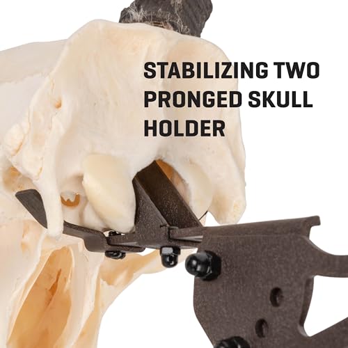 Allen Company EZ Mount Trophy Skull Hanger, Brown by AC Allen - Image 6