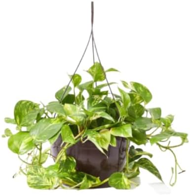 verdecora Potho Planta Natural Interior Maceta Ø15cm Colgante | P...