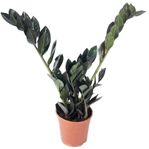 Glücksfeder Flowerbox Raven 4+ – pflegeleichte Zimmerpflanze