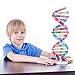 HMANE DNA Models Double Helix Model Components Science Educational Teaching Instrument Toy