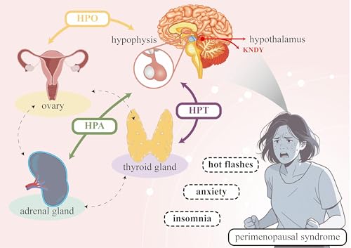 Interorgan Insights: Improving perimenopausal health through holistic, precision-based approaches