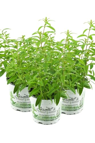 3er Set Zitronenstrauch, Zitronenverbene, Aloysia citrodora, Kräuter Pflanze