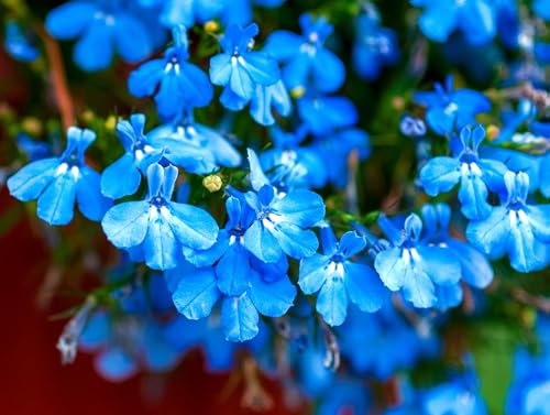 Seeds Lobelia Blue Cascade 1000+ Seeds Graffiti GRDN