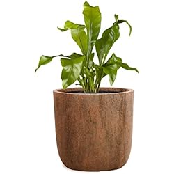 Macetas Fibra De Vidrio Imitacion Madera Pflanzwerk® Jardinera Fibra de Vidrio Cup Ø27cm Marrón Oxidado *Maceta a Prueba de heladas* *Protección UV* *Calidad Europeo*