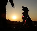 Con este arnés de perro LED tendrás la seguridad con tu perro, mascota o gato al pasear al perro en la oscuridad
