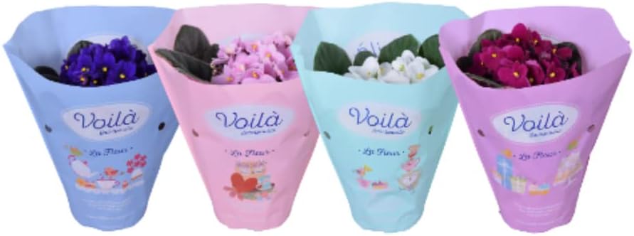 Violeta Africana - Pack 4 Plantas - Flores de Colores - Saintpaul...