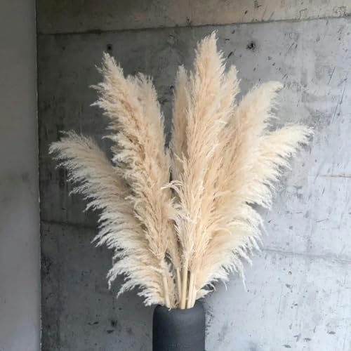 YLREAN 110–120 cm großes, hohes, Flauschiges Gras, natürliche Trockenblume für Zuhause, Hochzeitsdekoration, Blumendekoration, Blumenstrauß, Geschenkarrangement, beige, 5 Stück