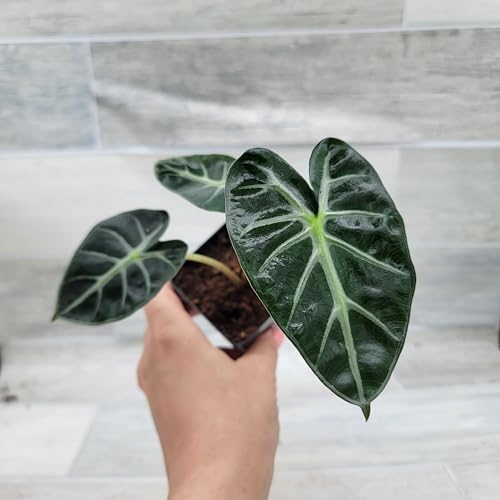 Alocasia African Mask Plant – Live Alocasia Polly Amazonica, Rare