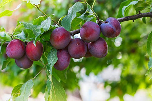Sunbest Natural Jumbo Pitted Prunes 48Oz (3LB) 1 Pack - Tender, Succulent, Nutrient, Rich Snack - Fiber & Antioxidants Source - Kosher Certified - Ideal for Snacking & Cooking - Long Lasting Freshness