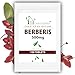 Produktbild BERBERIS - Forest Vitamin Berberis 500mg - 100 Tabletten - 3 Monatsvorrat - Berberiswurzel-Extrakt - Gesundheit & Schönheit
